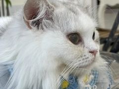 -共舞时光猫咖·狗咖(新街口店)