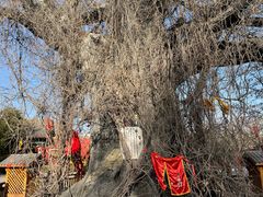 -大槐树寻根祭祖园