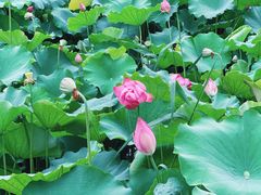 -大宁郁金香公园-停车场