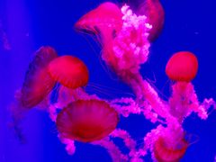 -海合安成都极地海洋公园