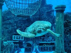 -芜湖新华联大白鲸海洋公园