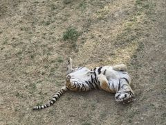 -石家庄市动物园