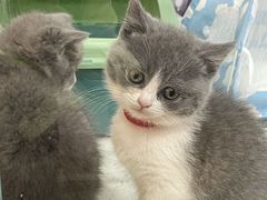 -糯米喵星人总部直营旗舰店·猫舍·幼猫出售