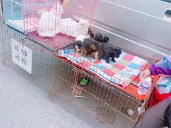 -哈尔滨道外花鸟鱼市场