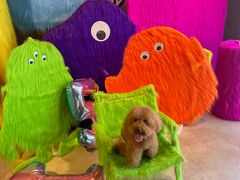 -百好乐宠物友好餐厅(朝外大街店)