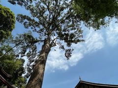 -都江堰普照寺
