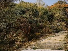-大姆山草场