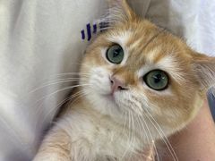 -小猫来了·猫舍(红山六九七九店)