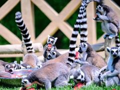 -沈阳森林动物园