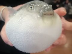 -肆月河豚·新淮扬(金融街店)