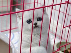 -欣宠猫屋·矮脚拿破仑·蓝金金渐层