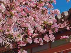 -百花洲