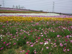 -紫颐香薰山谷景区