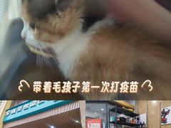 -瑞派名望志远动物医院·猫科·內科·异宠专科(直港大道店)