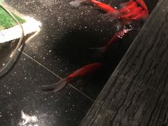 -湊湊火锅·茶憩(石家庄万象城店)