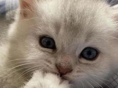 -瑞派动物医院·绝育·犬猫全科·预防医学(光景江南中店)