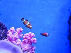 -石家庄极地海洋世界