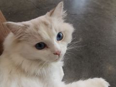 -瞄一喵猫咖(格力海岸店)