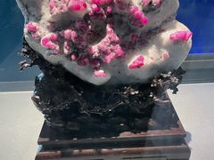 -中国地质博物馆