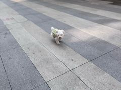 -半岛宠物医院24小时(西派城店)