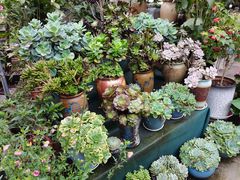 -南山植物园