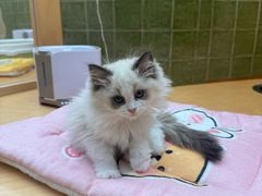 -帕帕拉兹宠物(亚洲旗舰店)