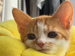 -宠颐生宠物医院·异宠猫科内科·诊疗中心宠巢店