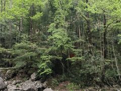 -花岩国家森林公园