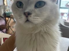 -暗黑魔法·玄灵未妖阁·塔罗·占星·心理咨询