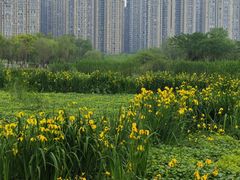 -洋湖国家湿地公园