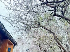 -春风习习