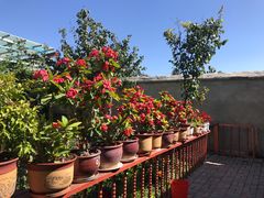 -马白开来特色羊排揪片子  (总店)