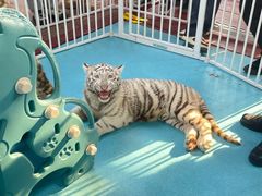 -西霞口神雕山野生动物世界