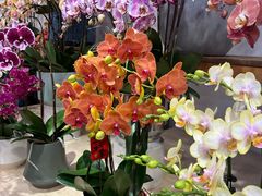 -双季花艺园艺市场(浦东店)