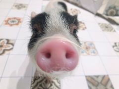 -RU DUCK柯尔鸭公社·撸鸭俱乐部·羊驼·小香猪