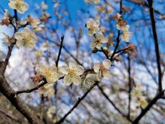 -东南花都花博园