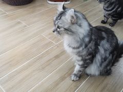-李小姐の猫咖啡馆(五角场店)