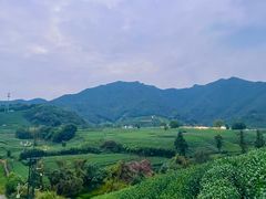 -龙坞茶村