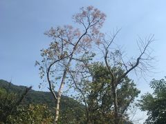 -海南热带雨林国家公园吊罗山景区
