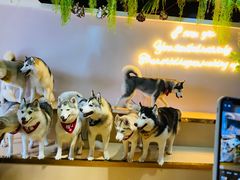 -Husky Go! 哈士奇体验馆·宠物咖啡厅狗咖