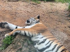 -云南野生动物园