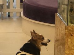 -怪兽屋·羊驼·猫咖·狗咖(俊华广场店)