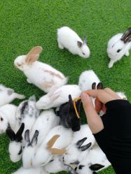 -萌宠亲子动物乐园(槐房万达店)