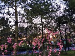 -大兴滨河森林公园