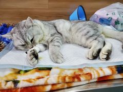 -爱侣宠医·鹦鹉专科·小型哺乳类·异宠专科(灵石路店)