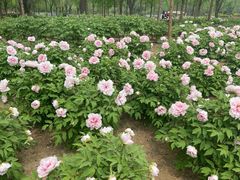 -石家庄市植物园