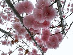 -天适樱花悠乐园