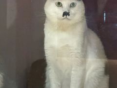 -御宝贝·A梦猫科宠物医院(国际猫友好医院)