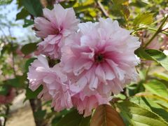 -长白岛森林公园