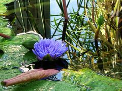 -国家植物园南园